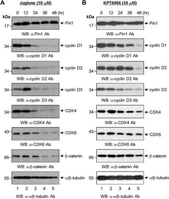 Juglone and KPT6566 Suppress the Tumorigenic Potential of CD44+CD133+ Tumor-Initiating Caco-2 Cells In Vitro and In Vivo